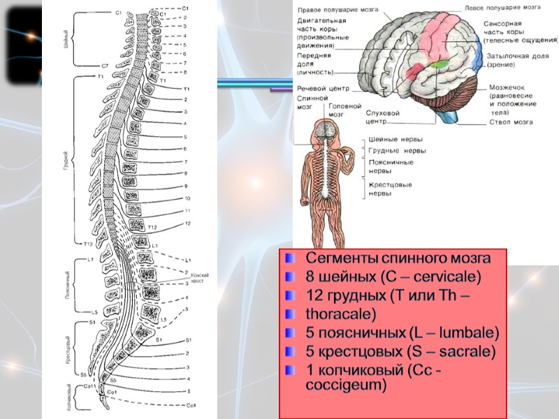 Сегменты спинного мозга 8 шейных (C – cervicale) 12 грудных (T или Th –